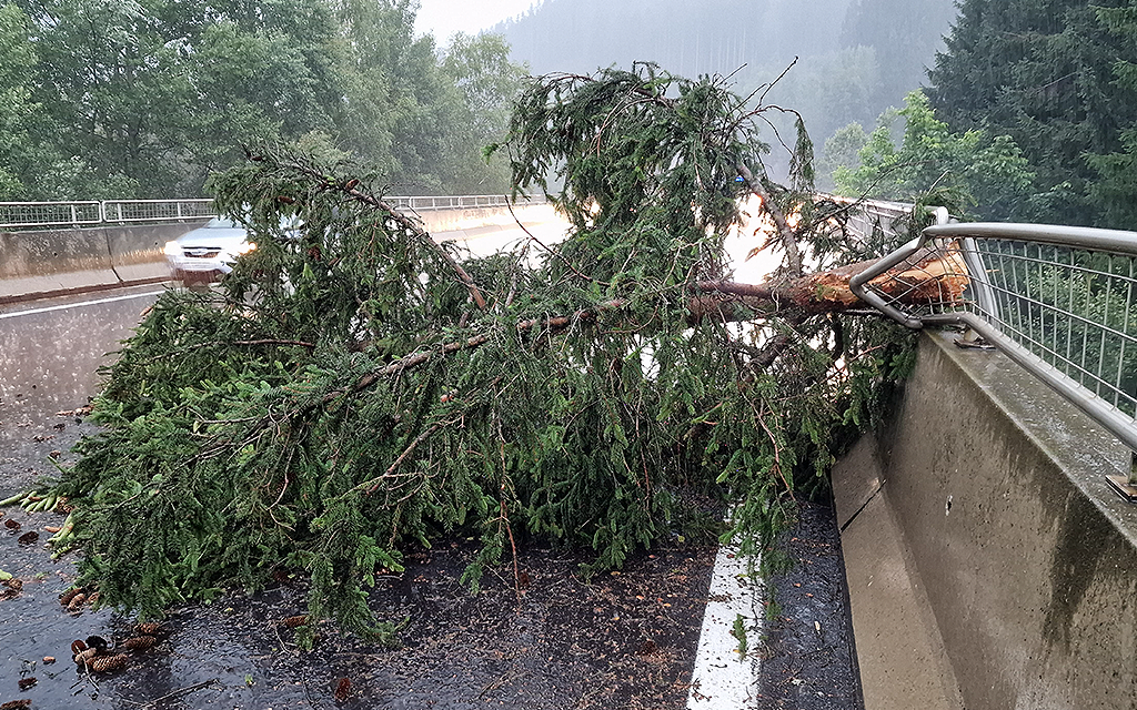 Baum auf A9